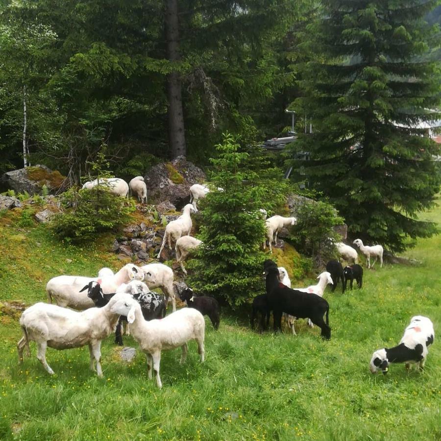 Haus Pechtl Hotel Sankt Leonhard im Pitztal Ngoại thất bức ảnh